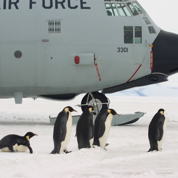 Penguins with U.S. air force cargo plane background.